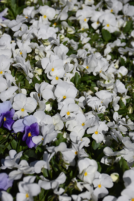 Sorbet White Pansy (Viola 'Sorbet White') at Pesche's Garden Center