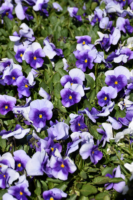Sorbet Violet Beacon Pansy (Viola 'Sorbet Violet Beacon') at Pesche's Garden Center
