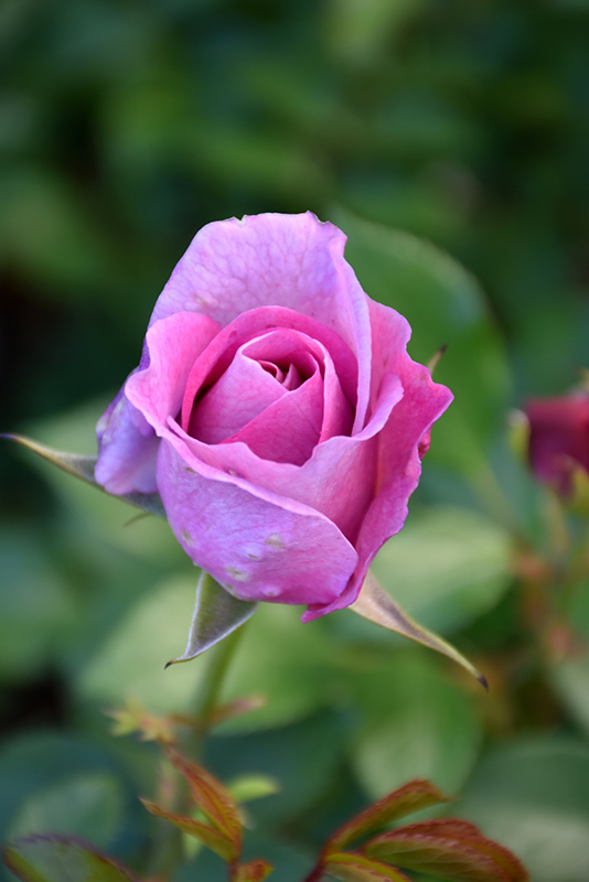 Violet's Pride Rose (Rosa 'WEKwibysicpep') at Pesche's Garden Center