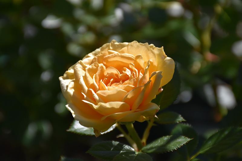 Edith's Darling Rose (Rosa 'WEKaltjuchi') at Pesche's Garden Center