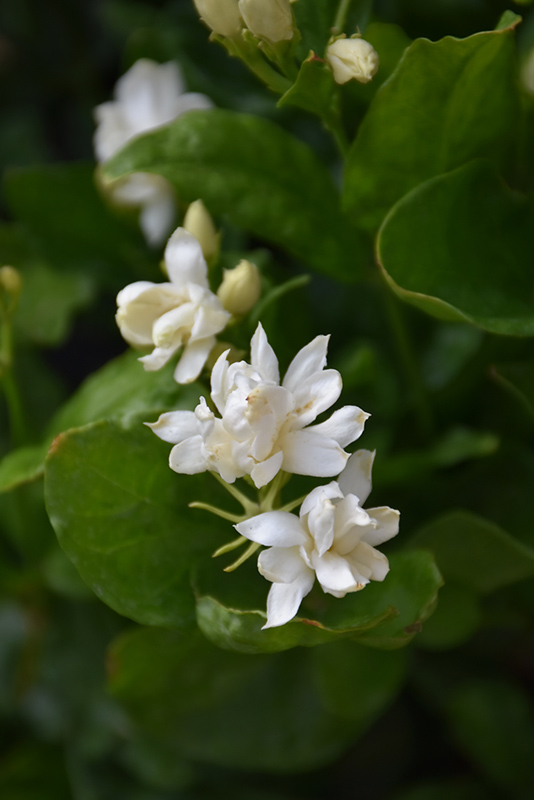 Belle Of India Jasmine (Jasminum sambac 'Belle Of India') at Pesche's Garden Center