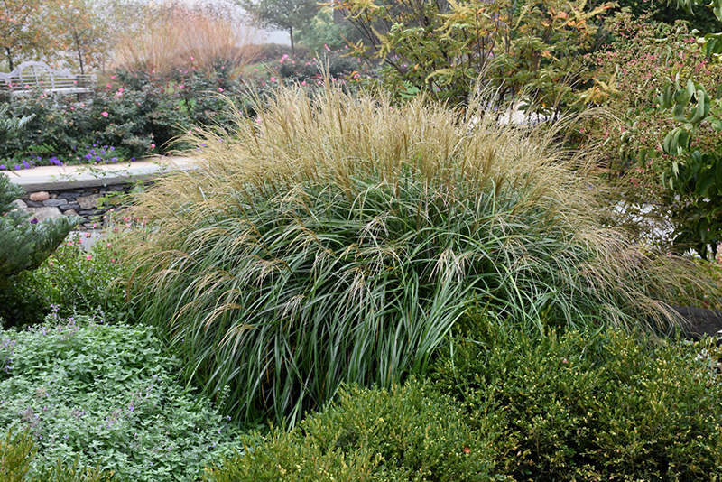 Adagio Maiden Grass (Miscanthus sinensis 'Adagio') at Pesche's Garden Center