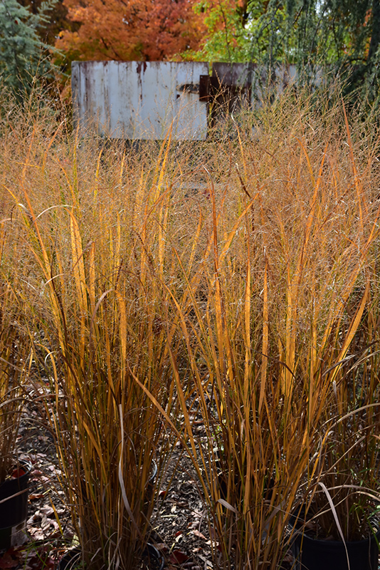 Northwind Switch Grass (Panicum virgatum 'Northwind') at Pesche's Garden Center