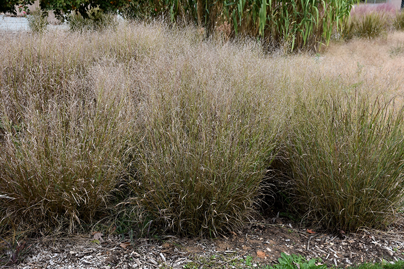 Shenandoah Reed Switch Grass (Panicum virgatum 'Shenandoah') at Pesche's Garden Center