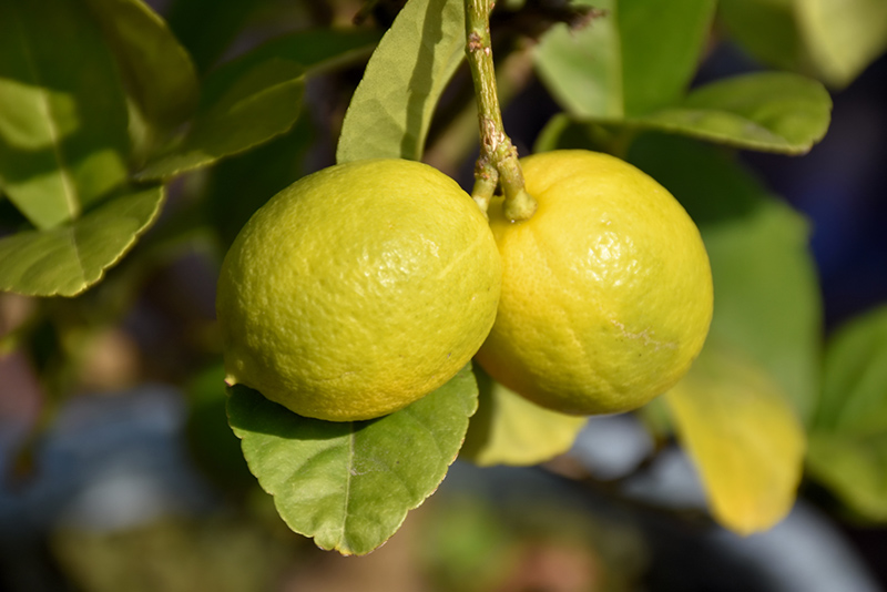 Key Lime (Citrus aurantifolia) at Pesche's Garden Center
