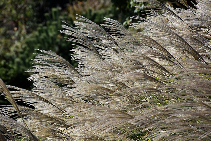 Gracillimus Maiden Grass (Miscanthus sinensis 'Gracillimus') at Pesche's Garden Center