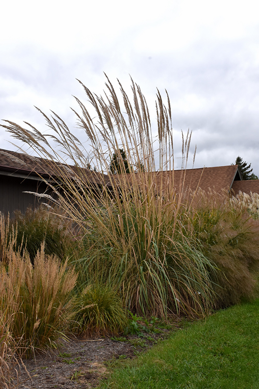 Ravenna Grass (Erianthus ravennae) at Pesche's Garden Center
