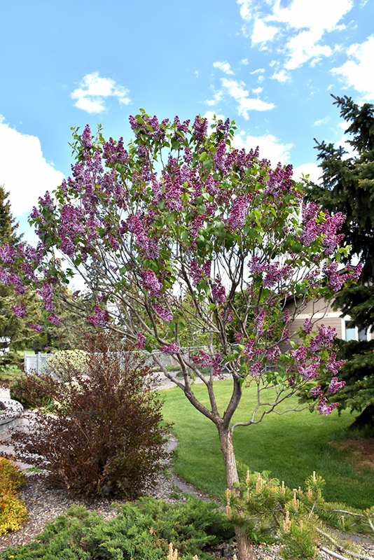 Sensation Lilac (Syringa vulgaris 'Sensation') at Pesche's Garden Center