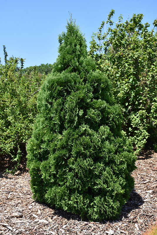 Holmstrup Arborvitae (Thuja occidentalis 'Holmstrup') at Pesche's Garden Center