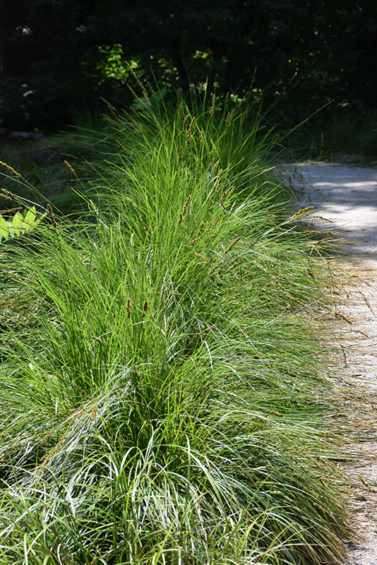 Autumn Moor Grass (Sesleria autumnalis) at Pesche's Garden Center