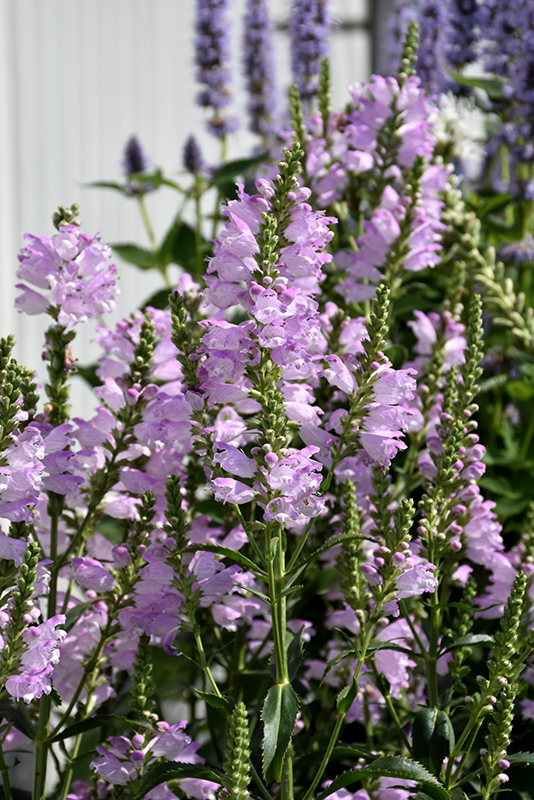 Pink Manners Obedient Plant (Physostegia virginiana 'Pink Manners') at Pesche's Garden Center