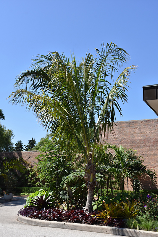 Coconut Palm (Cocos nucifera) at Pesche's Garden Center