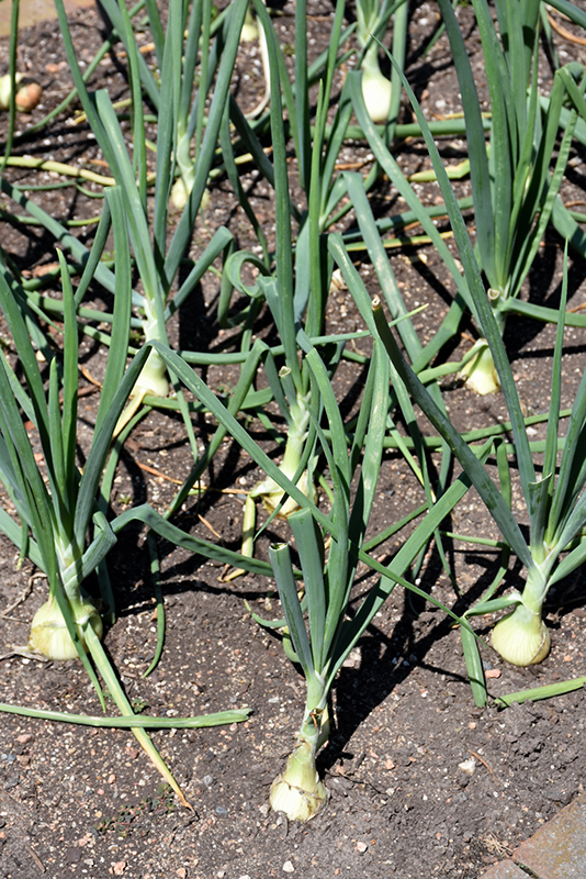 Walla Walla Onion (Allium cepa 'Walla Walla') at Pesche's Garden Center