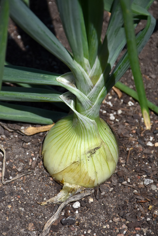 Walla Walla Onion (Allium cepa 'Walla Walla') at Pesche's Garden Center
