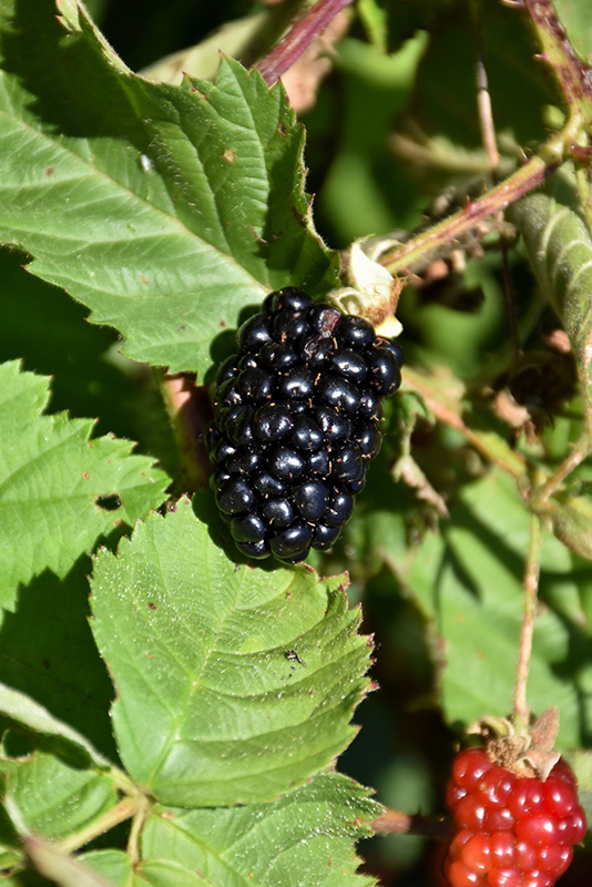Chester Thornless Blackberry (Rubus 'Chester') at Pesche's Garden Center