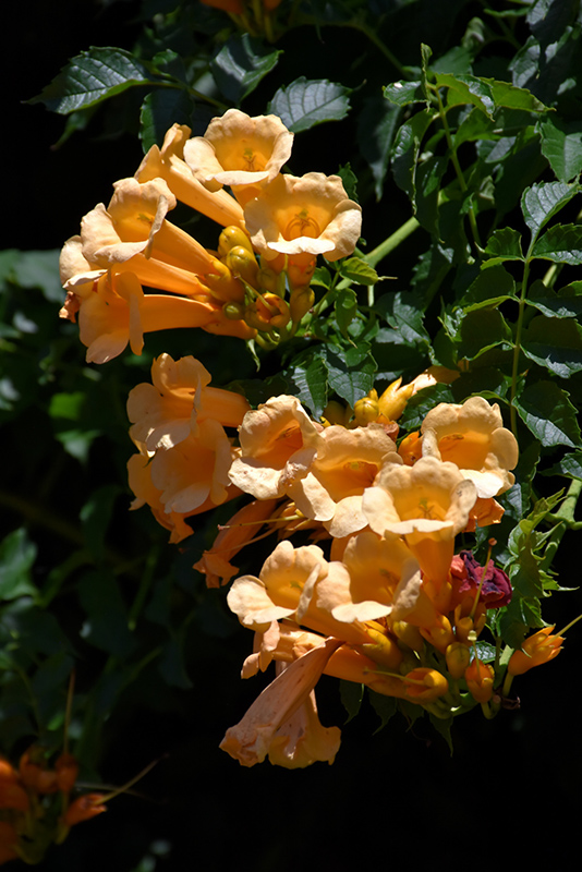 Yellow Trumpetvine (Campsis radicans 'Flava') at Pesche's Garden Center