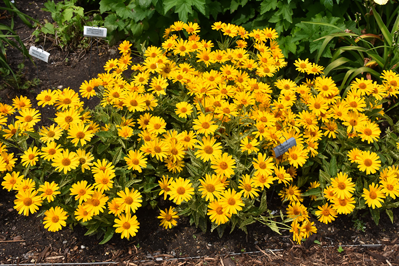 Sunstruck False Sunflower (Heliopsis helianthoides 'Sunstruck') at Pesche's Garden Center