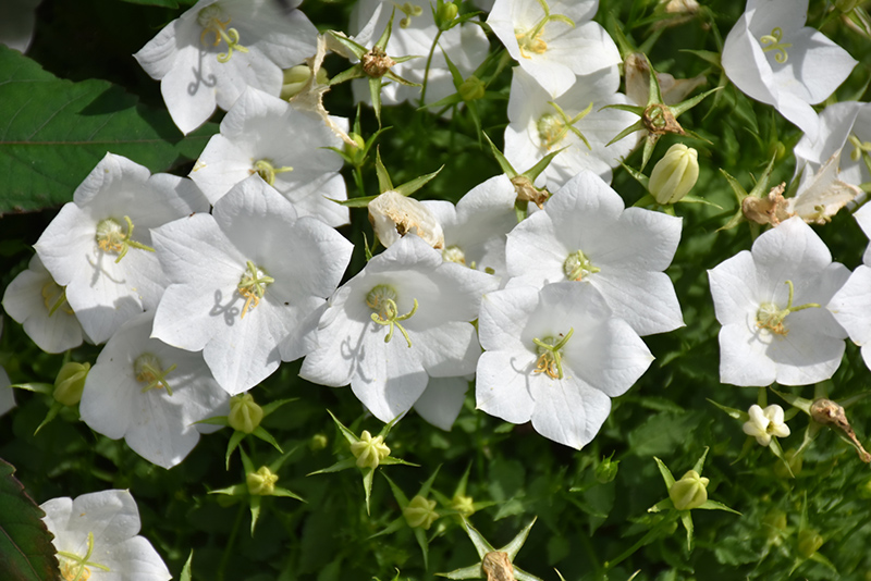 White Clips Bellflower (Campanula carpatica 'White Clips') at Pesche's Garden Center