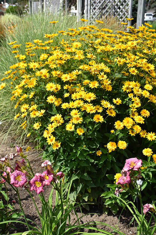 Summer Sun False Sunflower (Heliopsis helianthoides 'Summer Sun') at Pesche's Garden Center