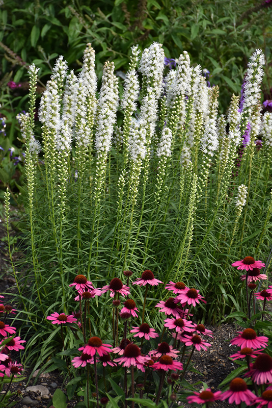 Floristan White Blazing Star (Liatris spicata 'Floristan White') at Pesche's Garden Center