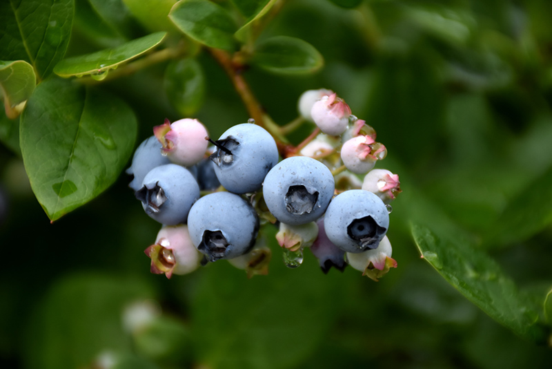 Elliott Blueberry (Vaccinium corymbosum 'Elliott') at Pesche's Garden Center