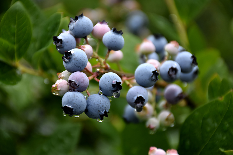 Bluecrop Blueberry (Vaccinium corymbosum 'Bluecrop') at Pesche's Garden Center