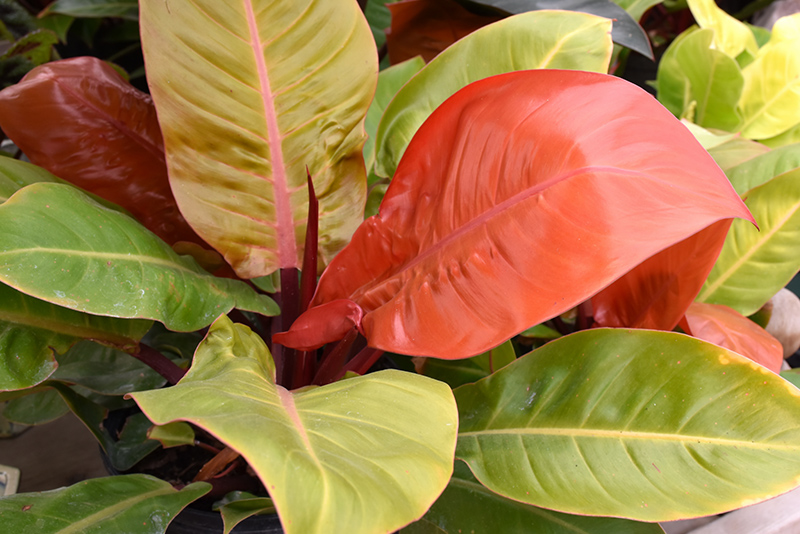 Prince of Orange Philodendron (Philodendron 'Prince of Orange') at Pesche's Garden Center