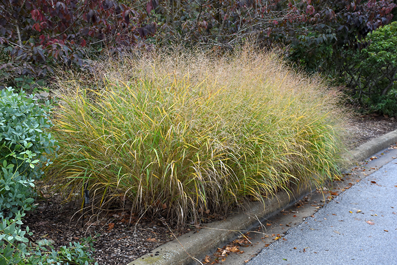 Red Switch Grass (Panicum virgatum 'Rotstrahlbusch') at Pesche's Garden Center