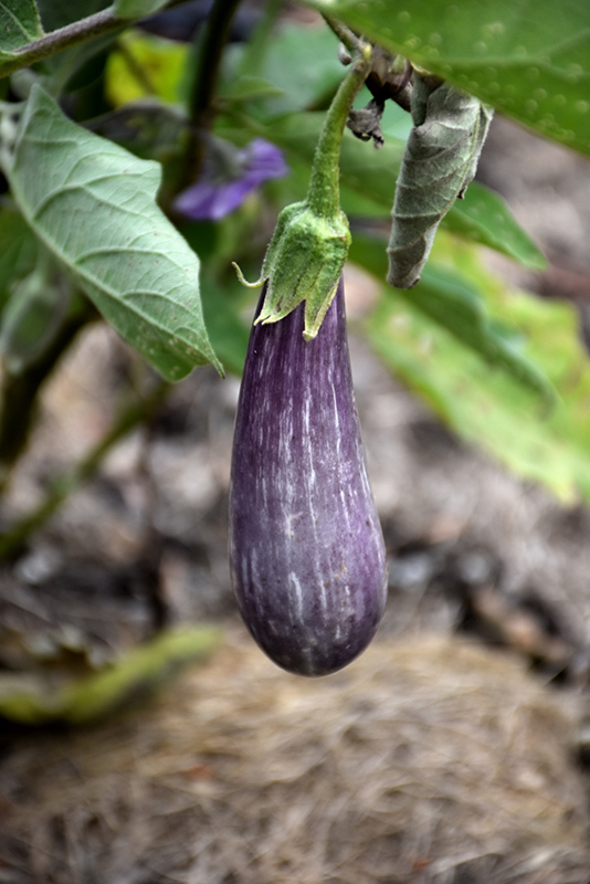 Fairy Tale Eggplant (Solanum melongena 'Fairy Tale') at Pesche's Garden Center