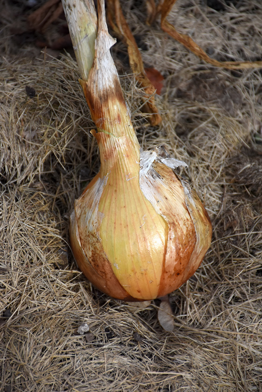 Yellow Sweet Spanish Onion (Allium cepa 'Yellow Sweet Spanish') at Pesche's Garden Center
