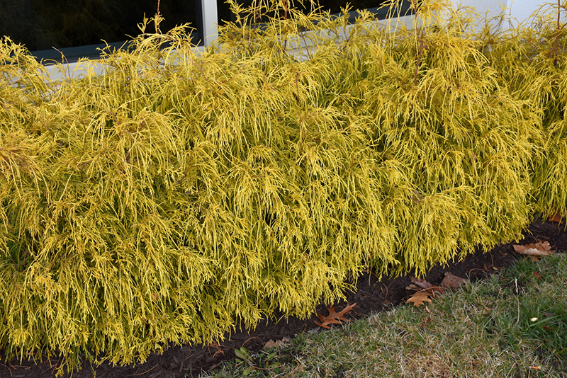 Golden Charm Falsecypress (Chamaecyparis pisifera 'Golden Charm') at Pesche's Garden Center