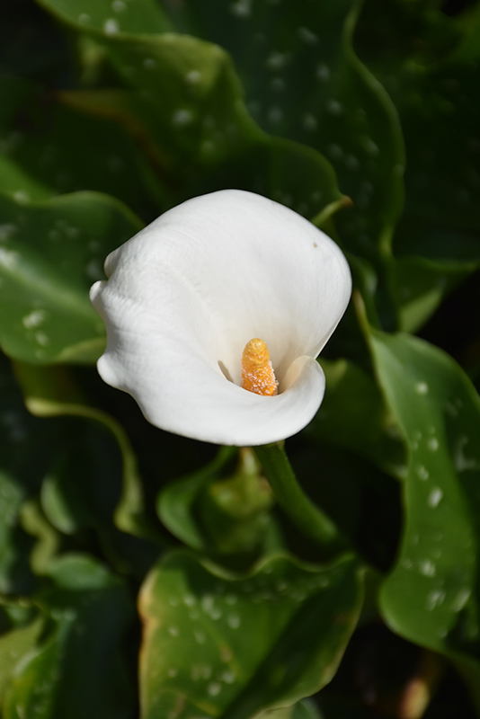 Calla Lily (Zantedeschia aethiopica) at Pesche's Garden Center