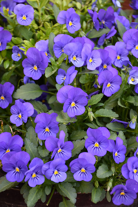 Sorbet True Blue Pansy (Viola 'Sorbet True Blue') at Pesche's Garden Center