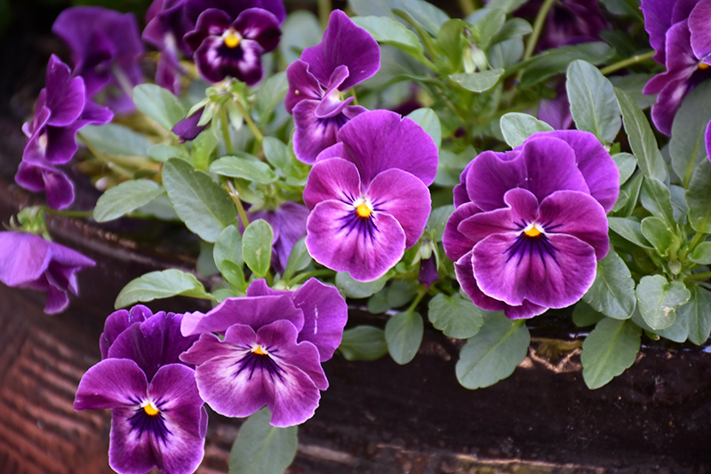 Cool Wave Raspberry Pansy (Viola x wittrockiana 'PAS1196270') at Pesche's Garden Center