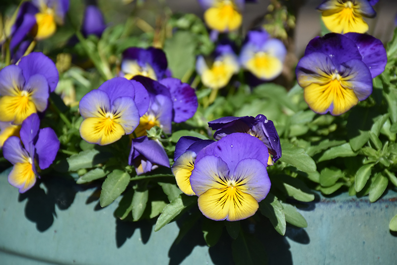 Cool Wave Morpho Pansy (Viola x wittrockiana 'PAS1077347') at Pesche's Garden Center
