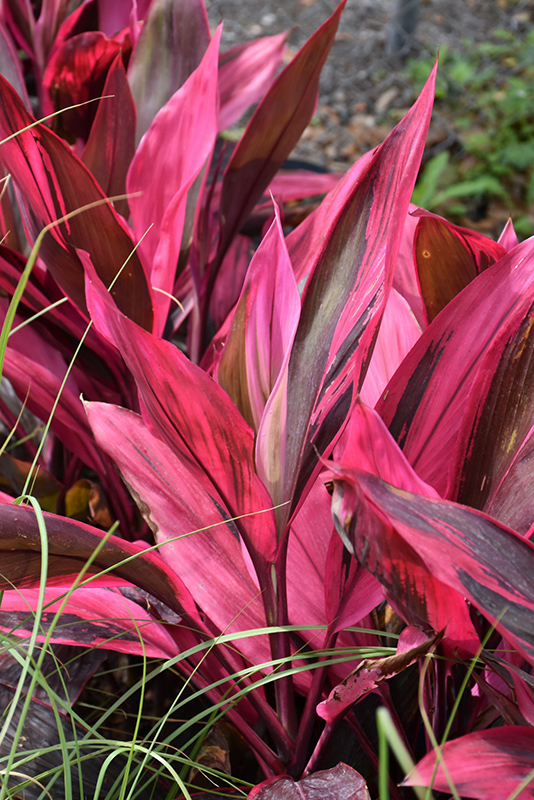 Red Sister Hawaiian Ti Plant (Cordyline fruticosa 'Red Sister') at Pesche's Garden Center
