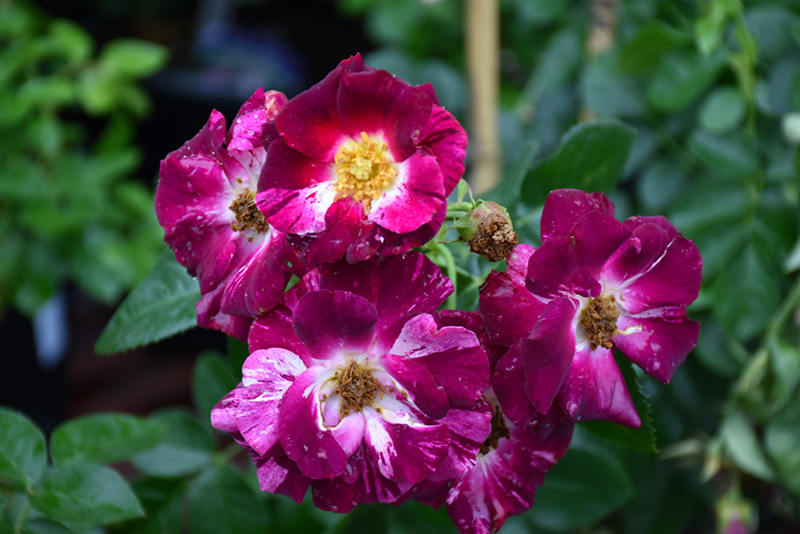 Purple Splash Rose (Rosa 'Purple Splash') at Pesche's Garden Center