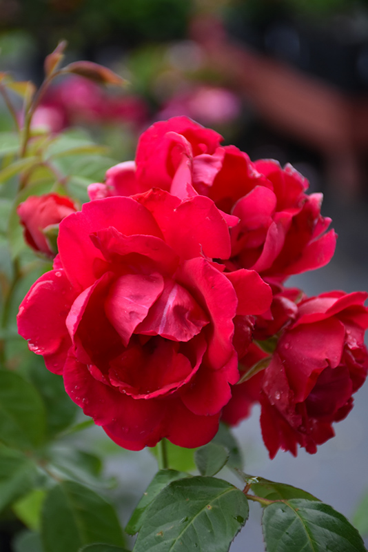 Blaze Rose (Rosa 'Blaze') at Pesche's Garden Center
