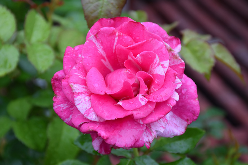 Parade Day Rose (Rosa 'WEKmeroro') at Pesche's Garden Center
