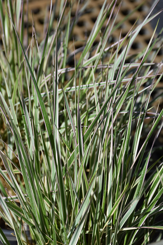Hello Spring! Reed Grass (Calamagrostis x acutiflora 'Hello Spring!') at Pesche's Garden Center