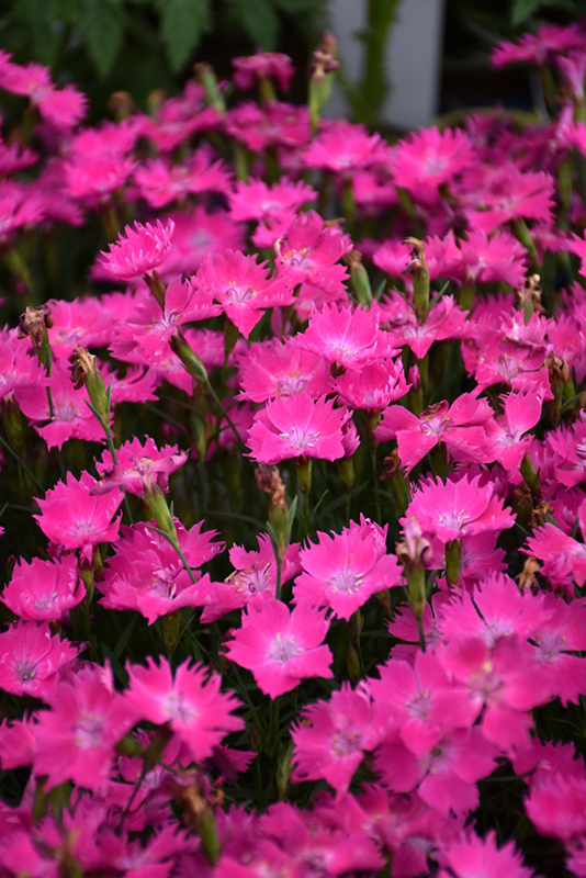 Kahori Pink Pinks (Dianthus 'Kahori Pink') at Pesche's Garden Center