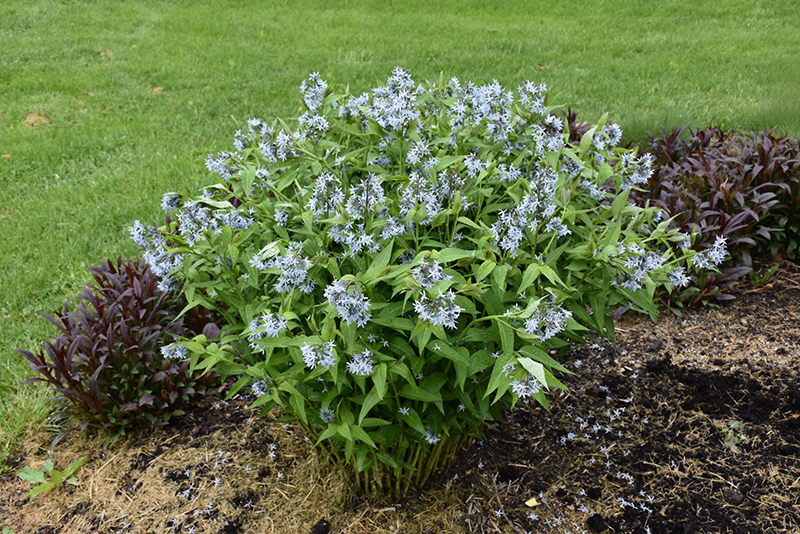 Blue Star Flower (Amsonia tabernaemontana) at Pesche's Garden Center