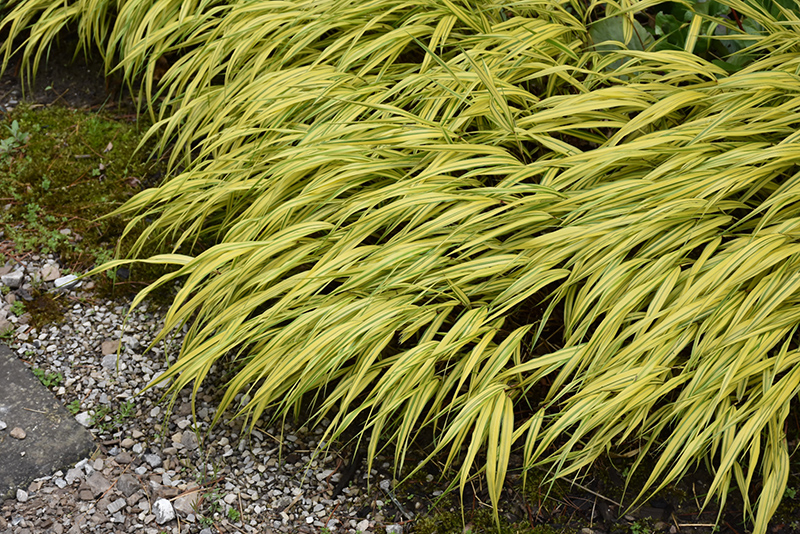 Golden Variegated Hakone Grass (Hakonechloa macra 'Aureola') at Pesche's Garden Center