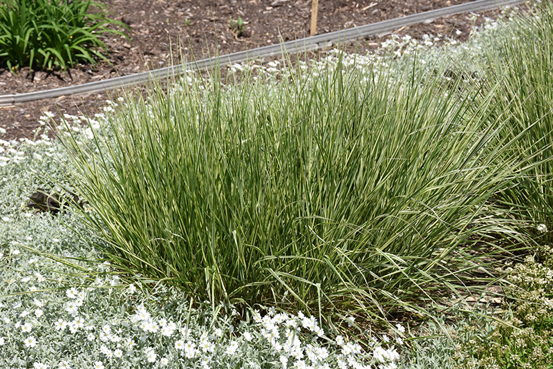 Variegated Reed Grass (Calamagrostis x acutiflora 'Overdam') at Pesche's Garden Center