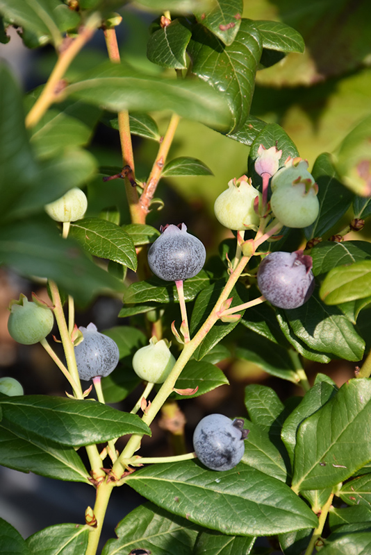 Perpetua Blueberry (Vaccinium 'ORUS-61-1') at Pesche's Garden Center