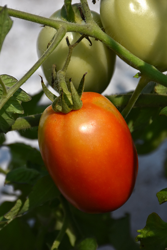 Roma Tomato (Solanum lycopersicum 'Roma') at Pesche's Garden Center