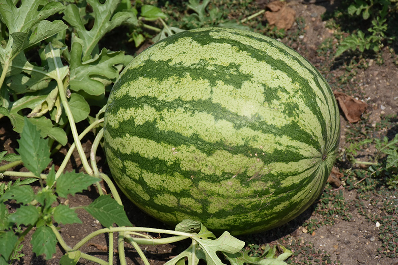 Watermelon (Citrullus lanatus) at Pesche's Garden Center