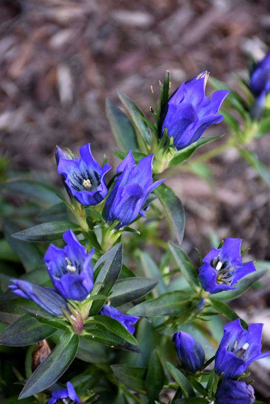 True Blue Gentian (Gentiana 'True Blue') at Pesche's Garden Center