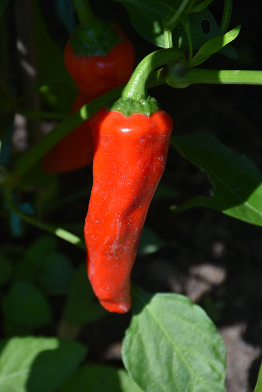 Red Ember Hot Pepper (Capsicum annuum 'Red Ember') at Pesche's Garden Center