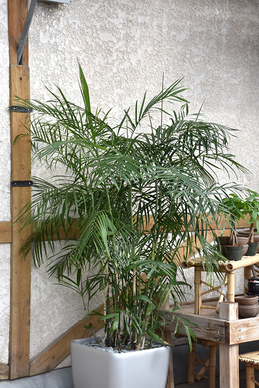 Cat Palm (Chamaedorea cataractarum) at Pesche's Garden Center
